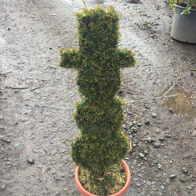 Live Thuja Snowman Minature Topiary